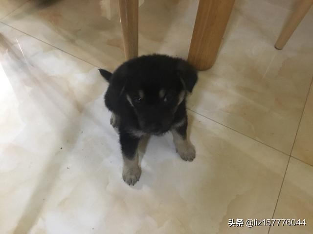 为什么有人说狗狗丢了千万不能悬赏找？