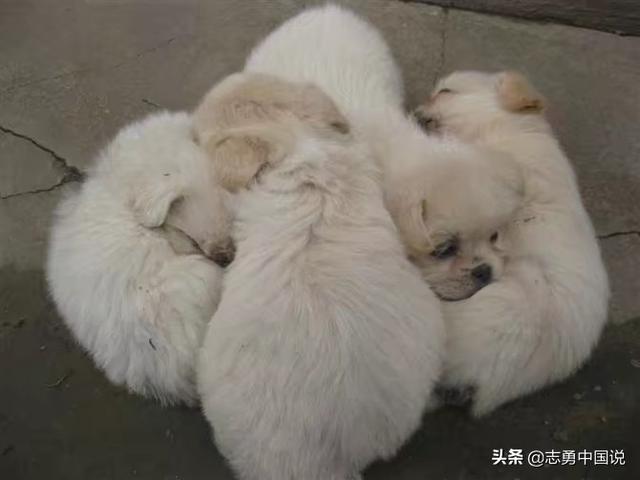 为什么有人说狗狗丢了千万不能悬赏找？