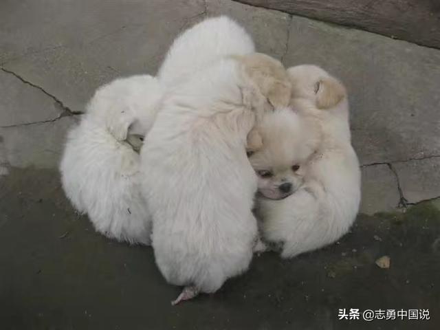 为什么有人说狗狗丢了千万不能悬赏找？