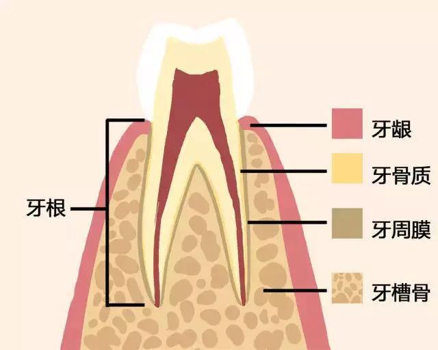 牙齿掉光了，该怎么办？