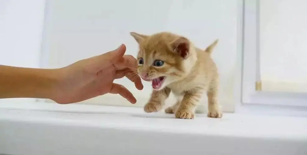 为什么小猫会像捕食一样攻击我？