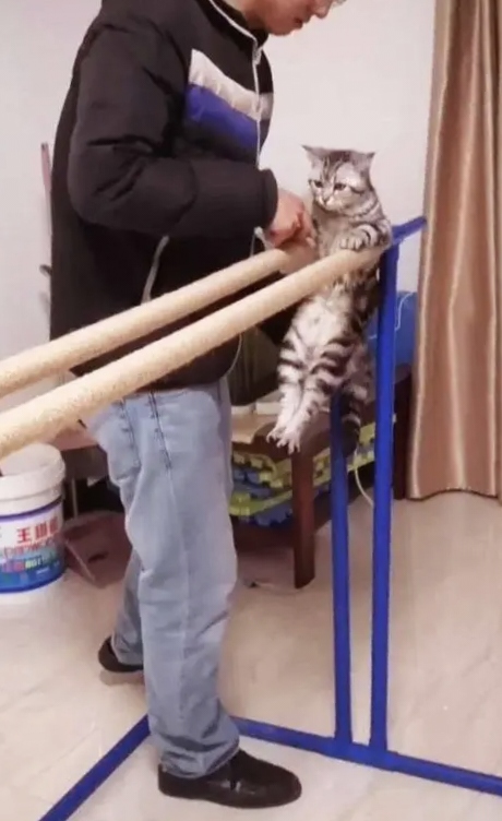 为什么小猫会像捕食一样攻击我？