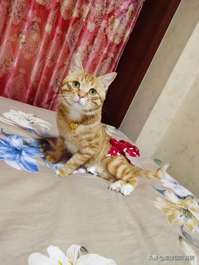 为什么小猫会像捕食一样攻击我？