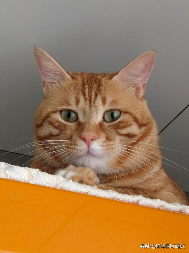 为什么小猫会像捕食一样攻击我？