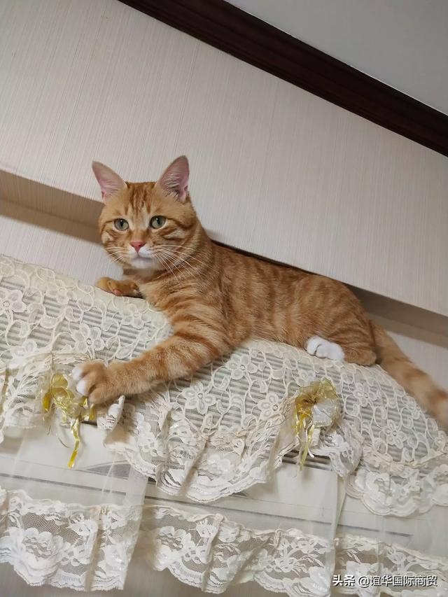 为什么小猫会像捕食一样攻击我？