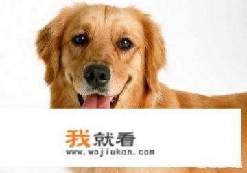 狗狗名字大全，吉祥好听的狗狗名字？