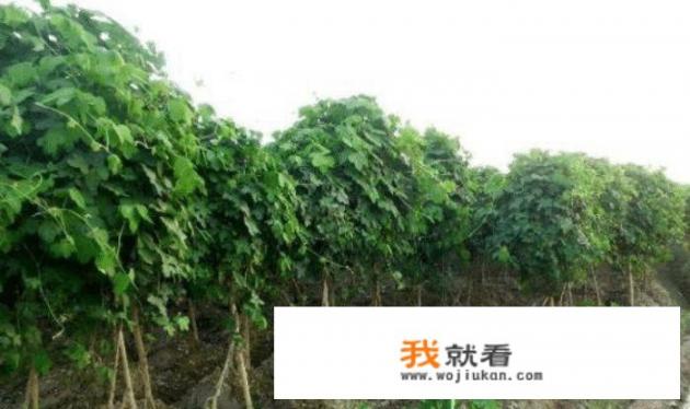 葛根是怎样种植的？蚌埠周边可以种植吗