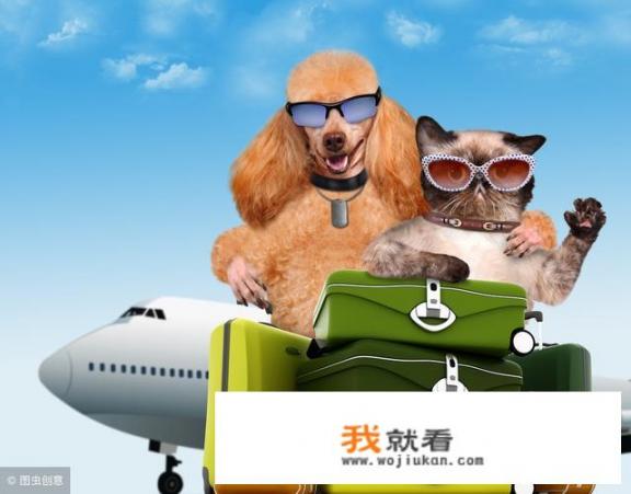 猫咪可以和人一起旅游吗