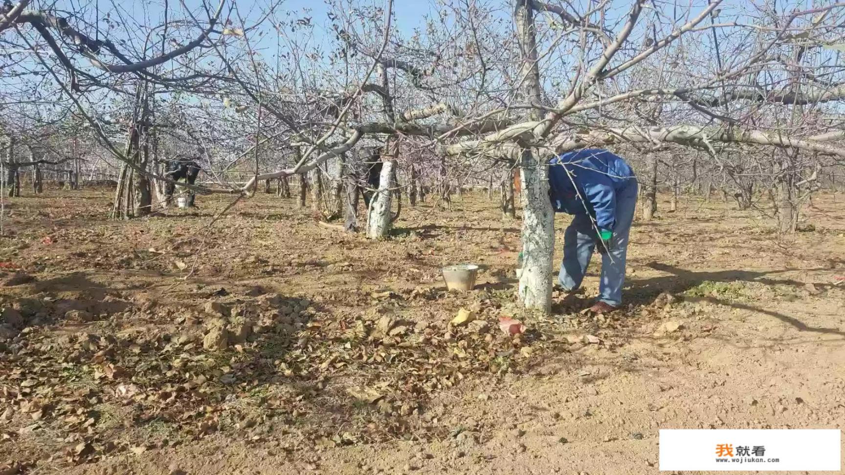 冬季时，果树树干刷白用什么药物？什么时候刷