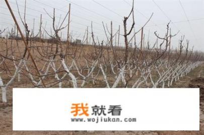 冬季时，果树树干刷白用什么药物？什么时候刷