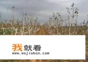 冬季时，果树树干刷白用什么药物？什么时候刷