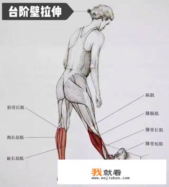 怎样才能瘦小腿肚子