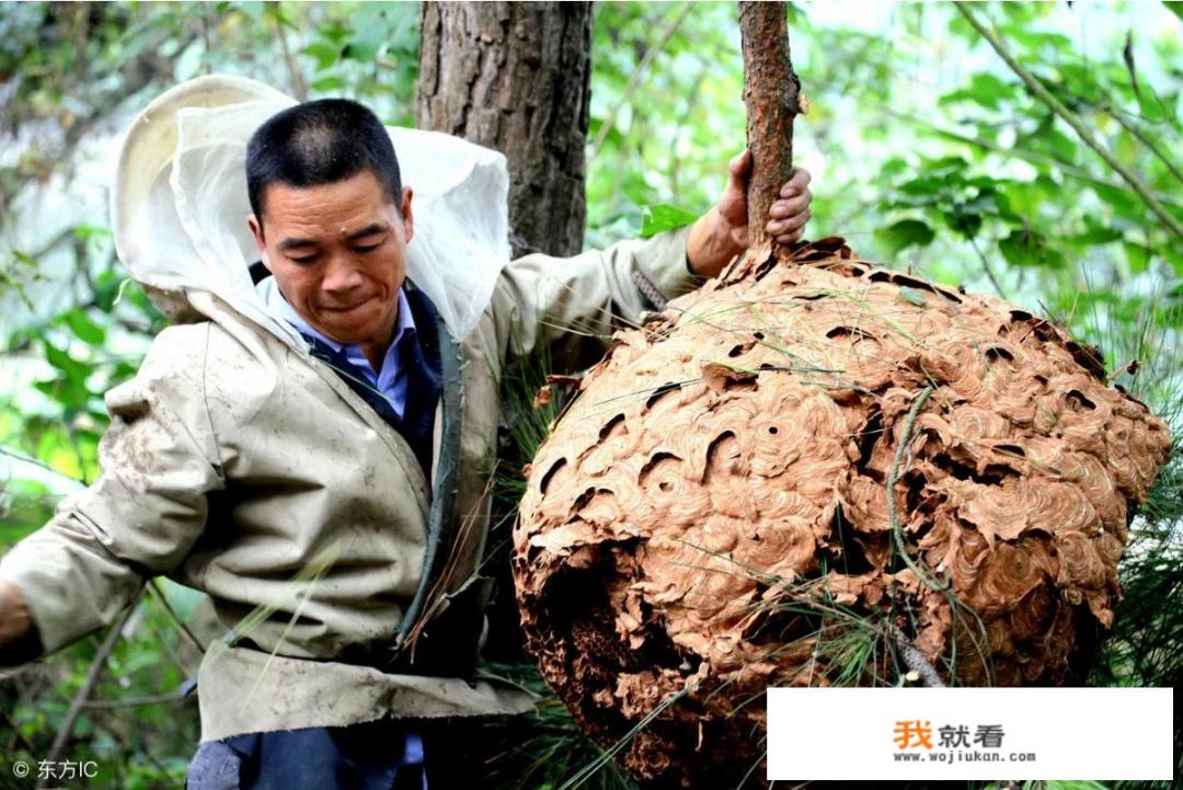 怎么在农村野外寻找马蜂窝，有什么诀窍吗