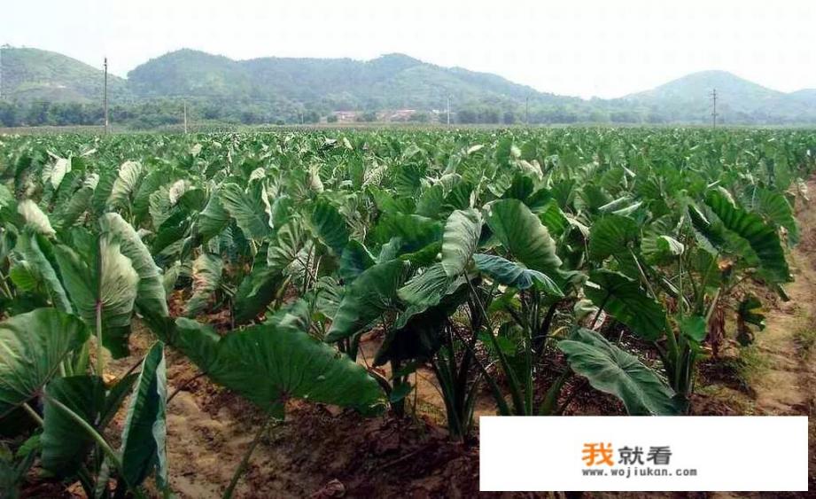 芋头怎样种植_你去过哪里？哪里的美食让你赞不绝口，分布在哪里