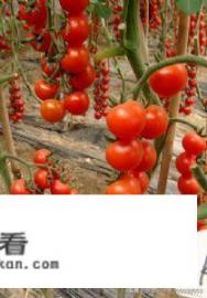 欧冠蜜本南瓜种植技术_请问西红柿是谁培育出来变成串的？搞出来那么多品种