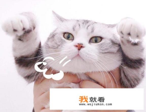 可以陪猫玩哪些游戏_新冠状病毒期间，大家都在家陪小孩做哪些有趣的游戏