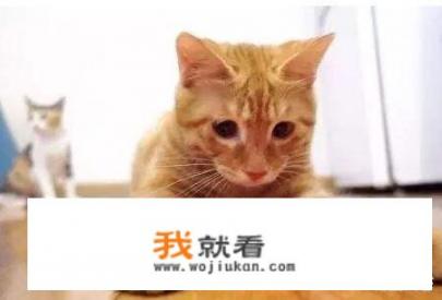 可以陪猫玩哪些游戏_新冠状病毒期间，大家都在家陪小孩做哪些有趣的游戏