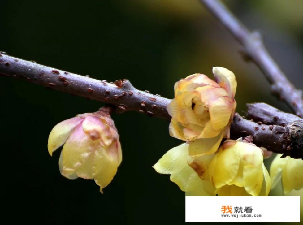 江西大余有什么值得游玩的景点_丫山旅游节