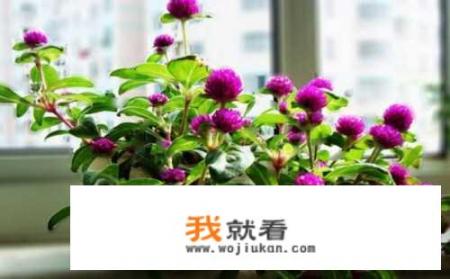 丁香六月份能修剪吗_东北地区6月开什么花