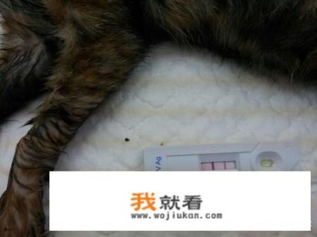 猫得了口炎怎么治疗_小猫得了猫瘟，在家可以怎么治疗