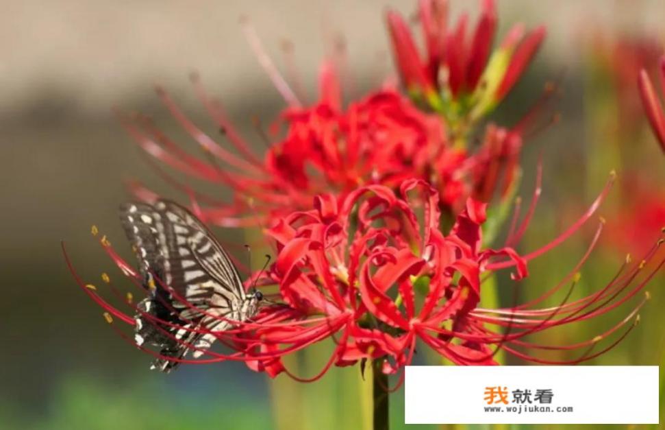 有什么好看的图片或文字_你被哪个句子惊艳过