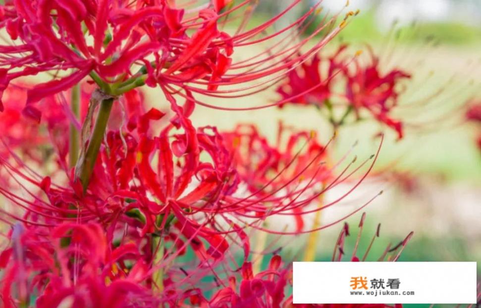 有什么好看的图片或文字_你被哪个句子惊艳过
