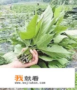 谁能说说网吧包夜时发生的故事_专家说构树浑身是宝，用途有很多，为啥不少农民却很讨厌构树