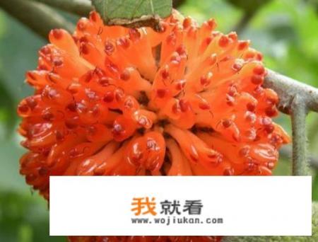 谁能说说网吧包夜时发生的故事_专家说构树浑身是宝，用途有很多，为啥不少农民却很讨厌构树