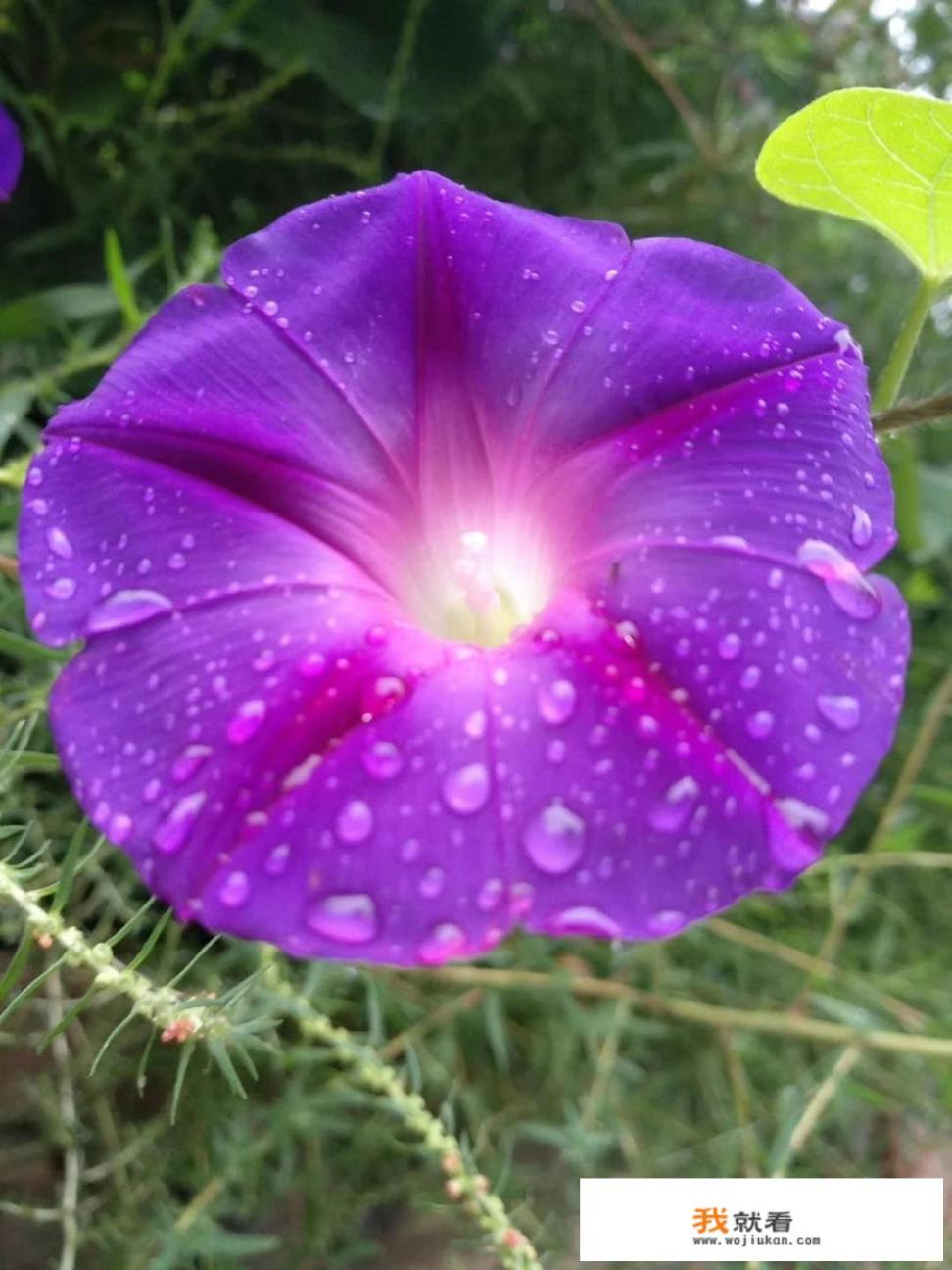 能分享一下你拍过的牵牛花吗_鲜花保鲜柜结冰是什么原因