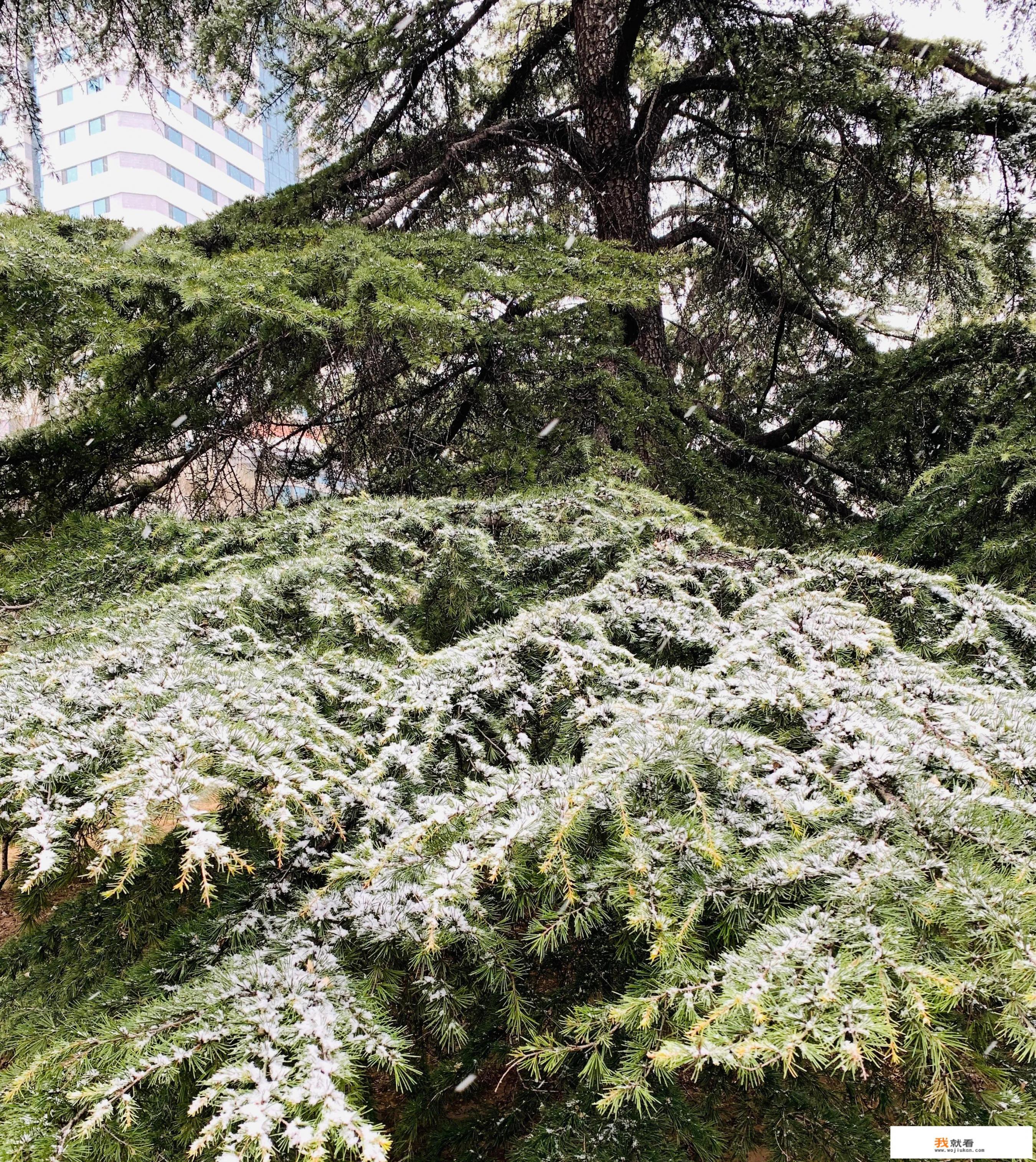 倒春寒要来？局地大降20度，多地或有大到暴雪，有多冷