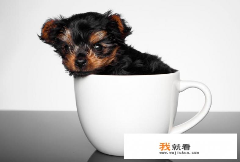 茶杯犬品种排名