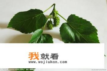 桑叶泡着喝有什么功效