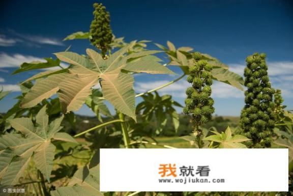 以前在农村常见种植蓖麻，为什么现在种植少了？蓖麻有什么作用