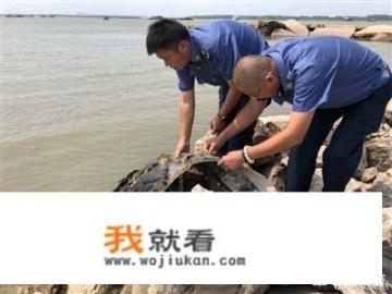 网传“三峡水怪”浮出水面，网友不淡定：世界有很多不解之谜，科学无法解释。你怎么看