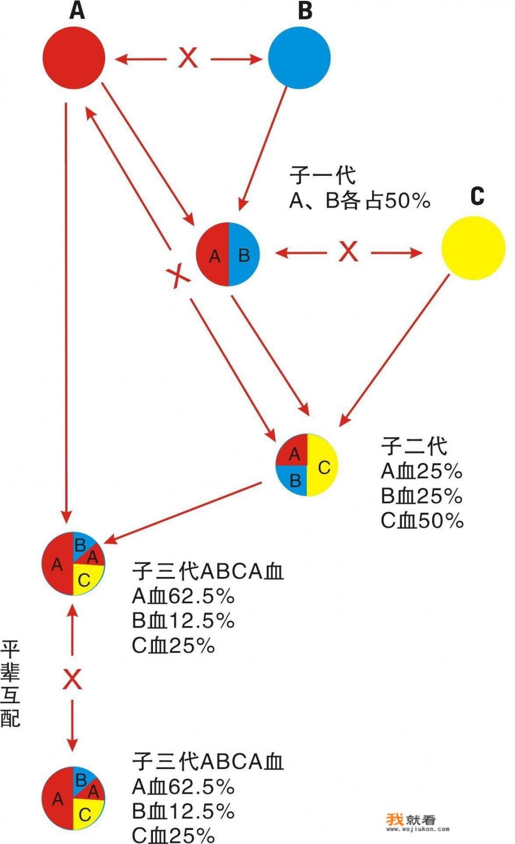 动物怀孕后会交配吗