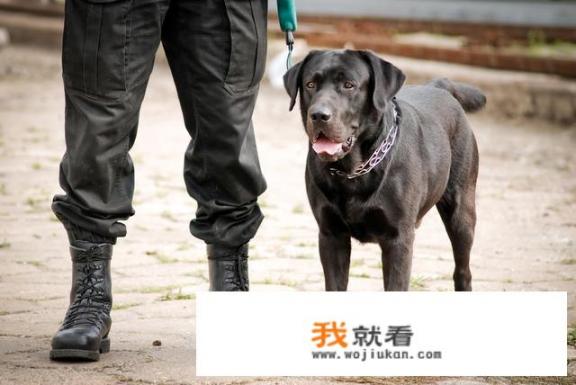 东德和马犬哪个适合家养