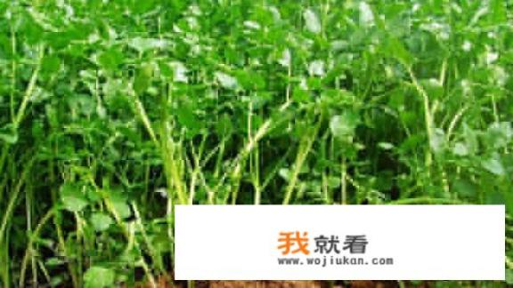 野芹菜吃了有什么好处和坏处