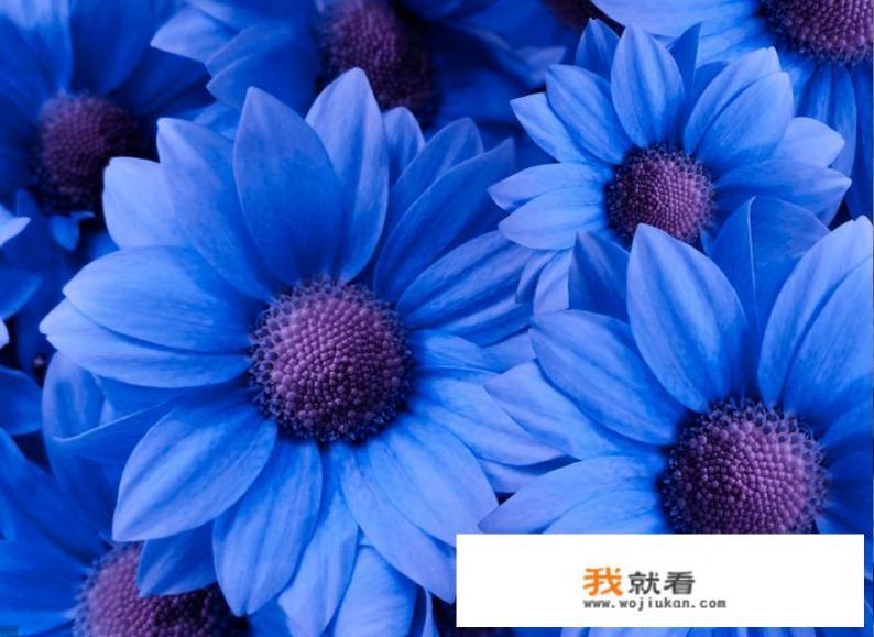 怎样用手机给家中养殖的花卉拍出漂亮的照片