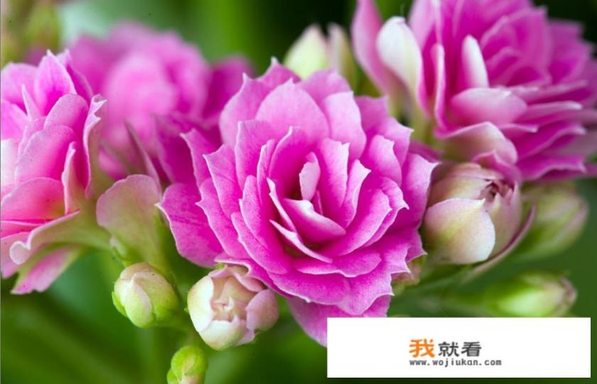 怎样用手机给家中养殖的花卉拍出漂亮的照片