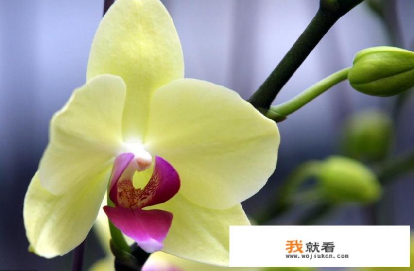 怎样用手机给家中养殖的花卉拍出漂亮的照片