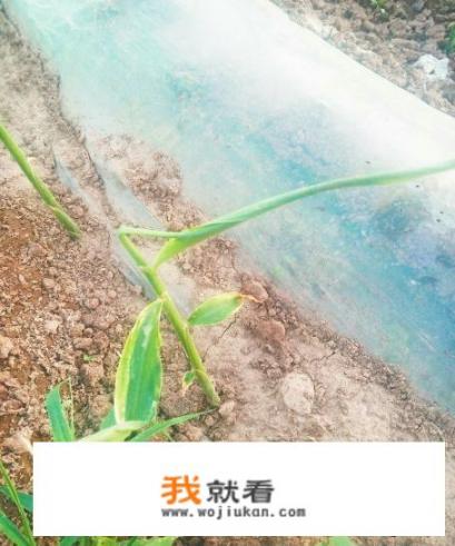 生姜地除草适合用哪些除草剂？需要注意什么