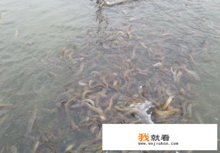 泥鳅苗怎么养