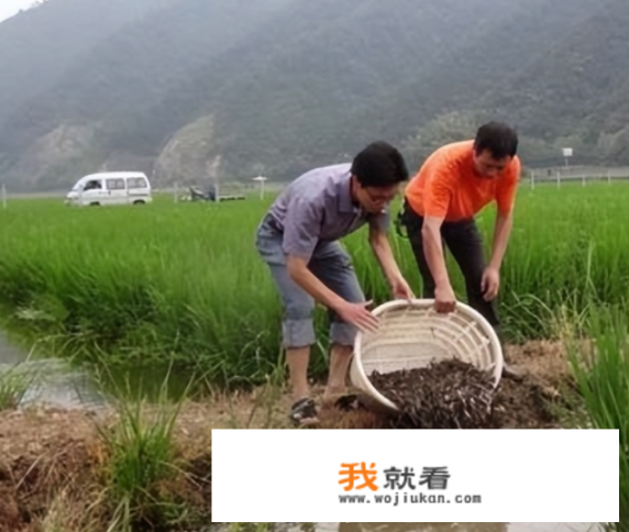 泥鳅苗怎么养