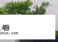 乌饭树的种植方法和注意事项