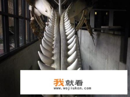 巨乌贼VS抹香鲸，哪个厉害