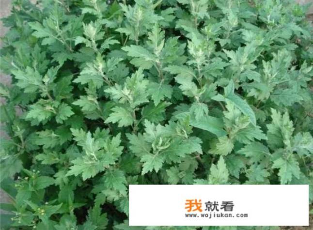 艾叶泡水喝有什么功效？什么人不宜喝