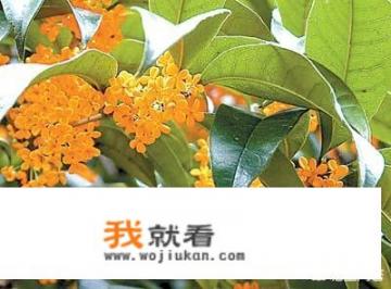 金桂树什么时候种植比较好