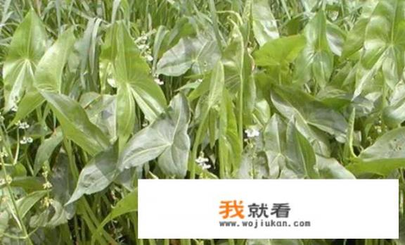 泽泻属于大宗中药材，那么它的育苗和种植技术是什么