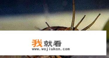 惊险刺激的怪兽电影有哪些