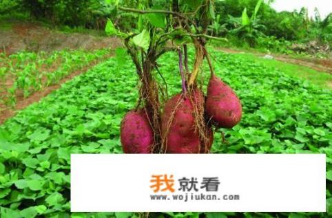 红薯，地瓜是什么根